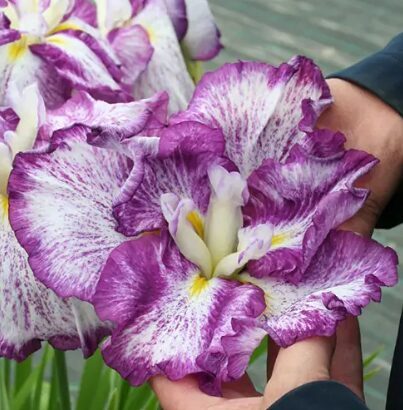 Japānas īriss 'Harlequinesque'  (pieejams no jūnija)